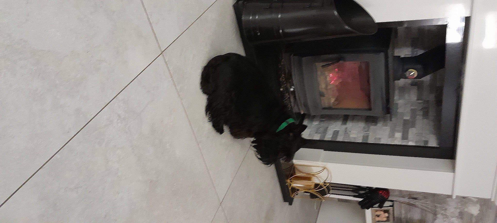 Maggie is registered to the contest to win money with this photo: canidae, carnivore, companion_dog, dog, dog_breed, flooring, fur, gas, hardwood, machine, room, sporting_group, tail, television_set