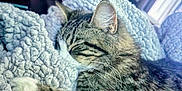 Ms. Spicey joined the competition — help win amazing prizes! animal, blanket, cat, closeup, comfort, cozy, fur, furniture, home, indoor, nap, pet, relaxation, resting, sleeping, soft, tabby, texture, warm, whiskers