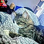 animal, blanket, cat, closeup, comfort, cozy, fur, furniture, home, indoor, nap, pet, relaxation, resting, sleeping, soft, tabby, texture, warm, whiskers