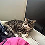 Ms. Spicey is registered to the contest to win money with this photo: animal, bed, cat, companion, couch, cute, dark_hair, fur, furniture, home, indoor, person_partial, pet, pink_shirt, relaxed, resting, string, tabby, toy, wall