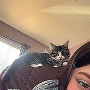 Ms. Spicey is registered to the contest to win money with this photo: brown, cat, couch, cozy, curious, curtain, eyeliner, face, feline, fur, gray, home, indoor, kitten, light, pet, relaxing, white, window, woman
