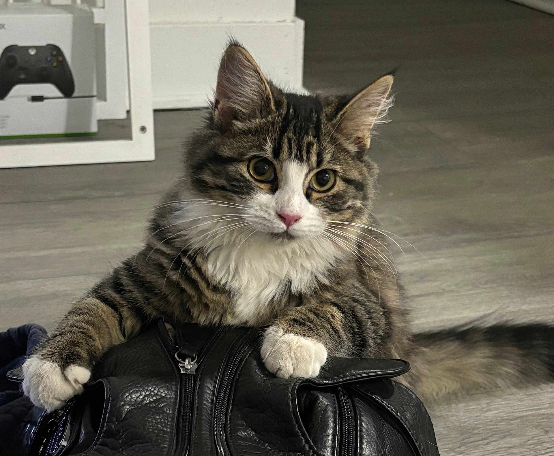 Ms. Spicey joined the competition — help win amazing prizes! animal, cat, curious, cute, domestic_cat, feline, floor, fur, gaming_controller, household, indoor, leather_bag, mammal, paws, pet, playful, resting, tabby, whiskers, young_cat