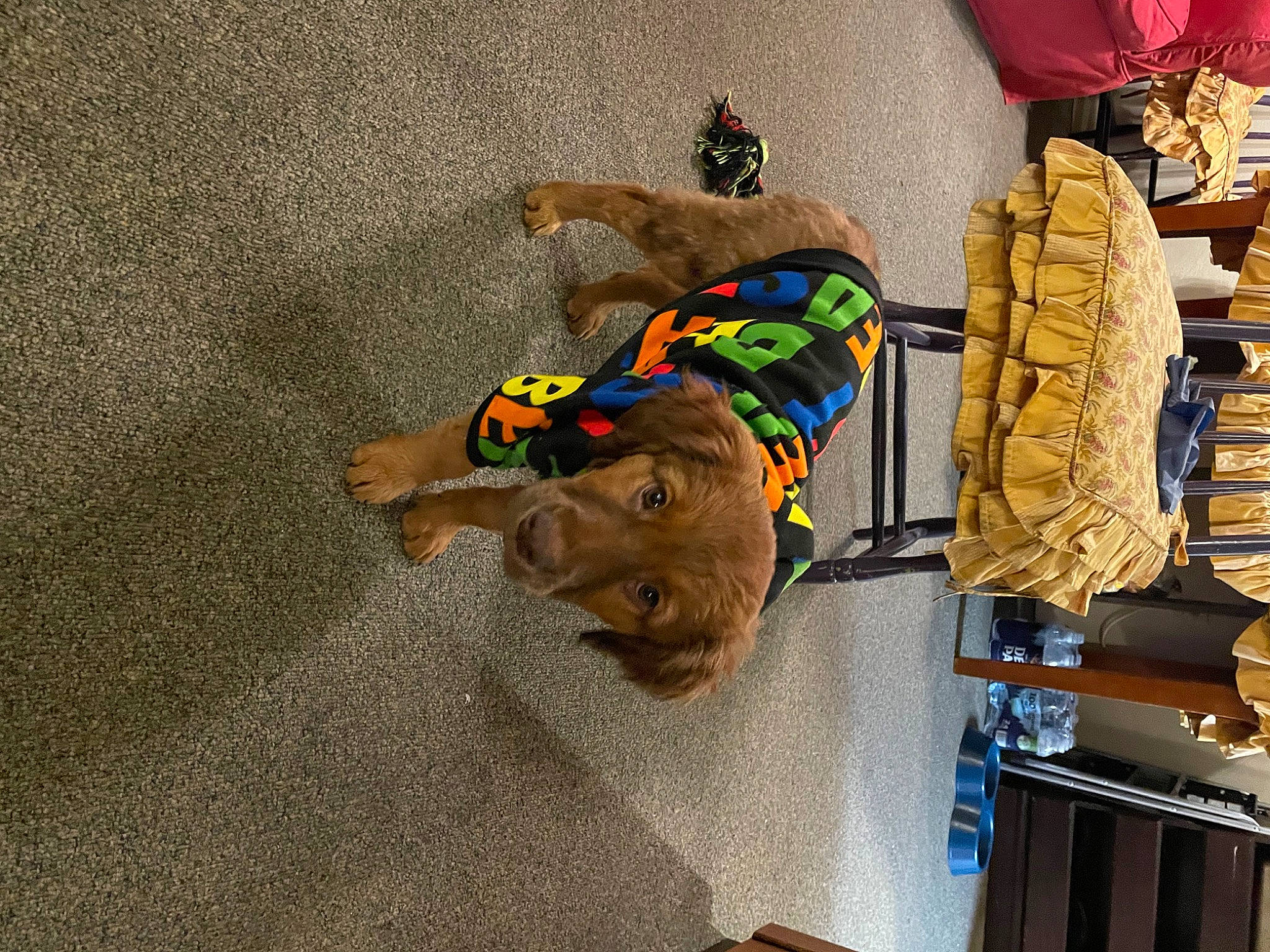 Cooper is registered to the contest to win money with this photo: canidae, carnivore, collar, companion_dog, dog, dog_breed, dog_supply, fawn, flooring, fur, hardwood, leash, pet_supply, sporting_group, tail, wood, working_animal