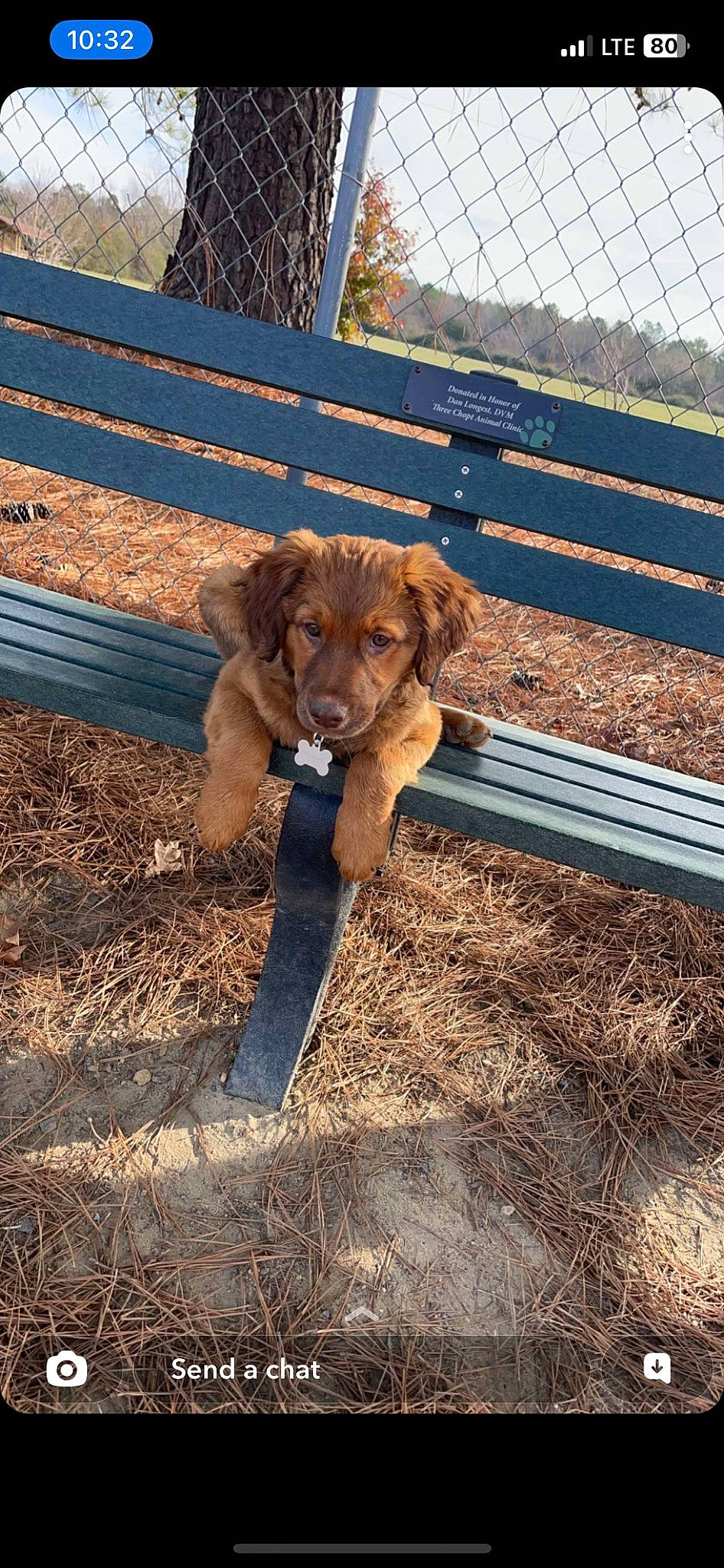 Cooper is registered to the contest to win money with this photo: animal_shelter, canidae, carnivore, companion_dog, dog, dog_breed, fawn, fence, fur, liver, mesh, plant, snout, soil, sporting_group, tail, terrestrial_animal, wire_fencing, wood, working_animal