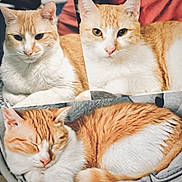 Lil Bit is registered to the contest to win money with this photo: animal, cat, closeup, collage, cozy, cute, domestic_cat, ears, feline, ginger_cat, indoor, nose, pet, portrait, relaxed, resting, sleeping, soft_fur, whiskers, white_cat