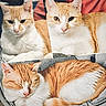 animal, cat, closeup, collage, cozy, cute, domestic_cat, ears, feline, ginger_cat, indoor, nose, pet, portrait, relaxed, resting, sleeping, soft_fur, whiskers, white_cat