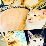 Lil Bit joined the competition — help win amazing prizes! cat, orange_cat, white_cat, sleeping_cat, lounging_cat, pet, feline, animal, cute, domestic_cat, portrait, closeup, whiskers, ears, eyes, fur, indoor, resting, curious, collage