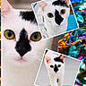 Spot joined the competition — help win amazing prizes! cat, white_cat, black_markings, close_up, portrait, animal, pet, feline, collage, colorful_background, abstract, pattern, sitting, walking, looking, ears, eyes, whiskers, cute, indoor