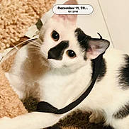 Spot joined the competition — help win amazing prizes! cat, black_and_white, pet, indoor, carpet, animal, feline, fur, whiskers, ears, eyes, nose, harness, curious, closeup, domestic_animal, resting, looking_up, floor, timestamp