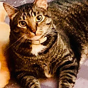 Mr Boo joined the competition — help win amazing prizes! animal, cat, closeup, collar, curious, domestic_animal, ears, eyes, face, feline, fur, indoor, looking, lying_down, mammal, pet, portrait, resting, tabby_cat, whiskers
