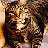 animal, cat, closeup, collar, curious, domestic_animal, ears, eyes, face, feline, fur, indoor, looking, lying_down, mammal, pet, portrait, resting, tabby_cat, whiskers