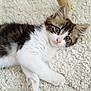 Cookie participe au concours pour gagner de l'argent avec cette photo : animal, black, brown, carpet, cat, closeup, cute, ears, eyes, feline, fur, indoor, kitten, paw, pet, resting, soft, texture, white, young