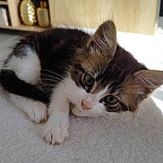 Cookie participe au concours pour gagner de l'argent avec cette photo : animal, cat, closeup, cozy, curious, cute, ears, feline, fur, indoor, kitten, lying, paw, pet, relaxed, soft, tabby, whiskers, white, young