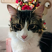 Cookie participe au concours pour gagner de l'argent avec cette photo : blurred_background, cat, christmas_tree, close_up, cozy, cute, decorations, domestic_animal, ears, face, feline, festive, fur, holiday, indoor, nose, pet, soft_light, tabby, whiskers