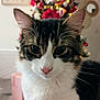 blurred_background, cat, christmas_tree, close_up, cozy, cute, decorations, domestic_animal, ears, face, feline, festive, fur, holiday, indoor, nose, pet, soft_light, tabby, whiskers