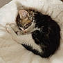 Cookie participe au concours pour gagner de l'argent avec cette photo : animal, bed, cat, cozy, curled_up, cute, domestic_animal, fluffy, fur, indoor, kitten, peaceful, pet, relaxing, resting, sleeping, small, soft, white, young