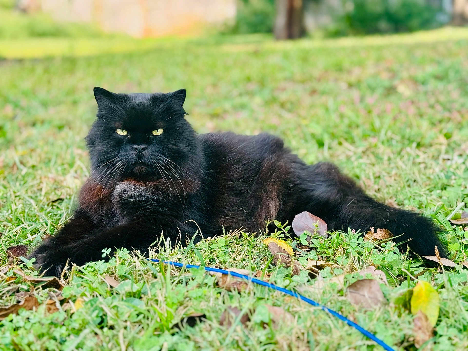 Snoop Cat is registered to the contest to win money with this photo: cat, black_cat, long_hair, pet, outdoor, grass, lounging, relaxed, yellow_eyes, whiskers, feline, portrait, shallow_depth_of_field, nature, leaves, fallen_leaves, close_up, meadow, animal, furry