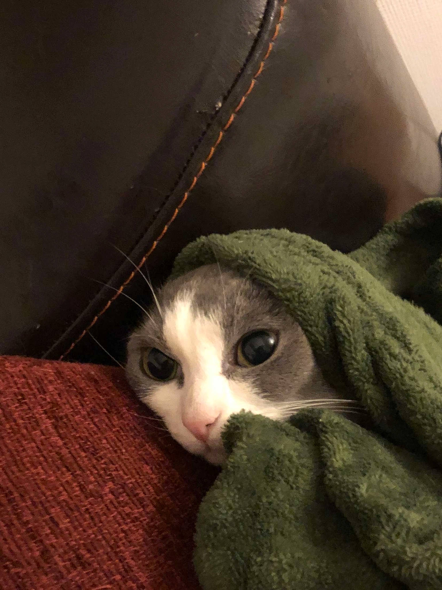 Touna participe au concours pour gagner de l'argent avec cette photo : carnivore, cat, comfort, darkness, domestic_short_haired_cat, eye, eyelash, felidae, fur, human_body, iris, paw, sitting, small_to_medium_sized_cats, snout, tail, terrestrial_animal, whiskers, wood