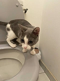 Touna a rejoint le concours — aidez-le/la à gagner de superbes lots ! bathroom, bidet, carnivore, cat, comfort, domestic_short_haired_cat, felidae, fur, paw, plumbing, plumbing_fixture, room, sink, small_to_medium_sized_cats, tail, tap, whiskers