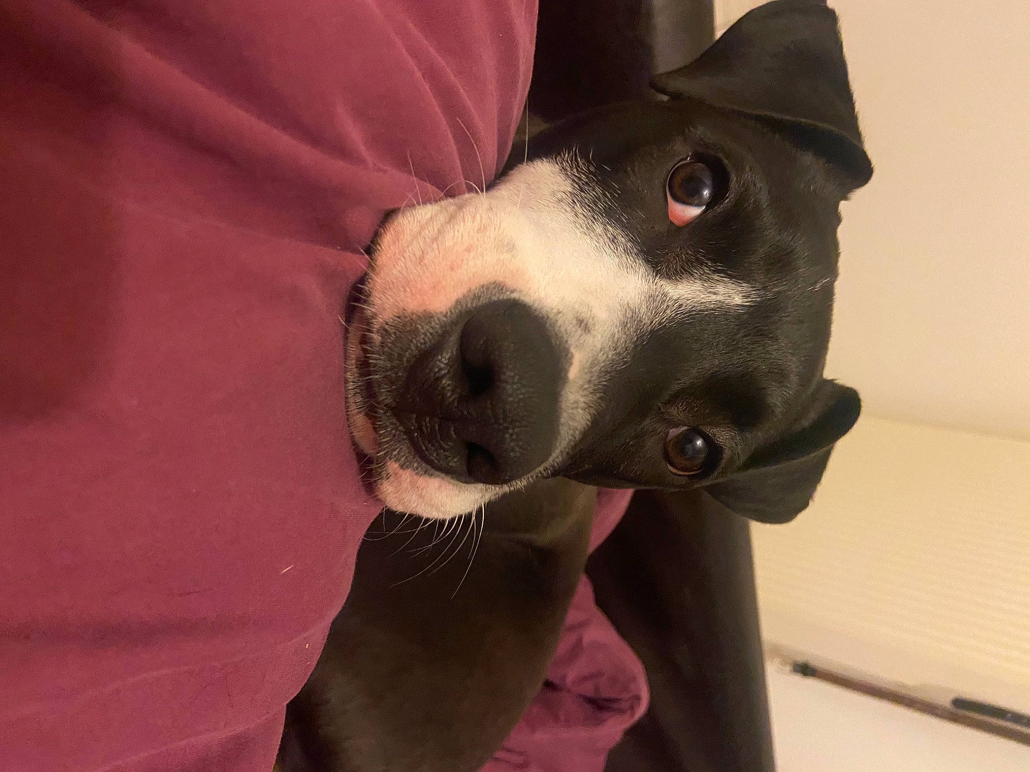 Odin participe au concours pour gagner de l'argent avec cette photo : canidae, carmine, carnivore, collar, comfort, companion_dog, dog, dog_breed, dog_collar, ear, fashion_accessory, fawn, fur, non_sporting_group, pet_supply, selfie, snout, sporting_group, whiskers, working_animal