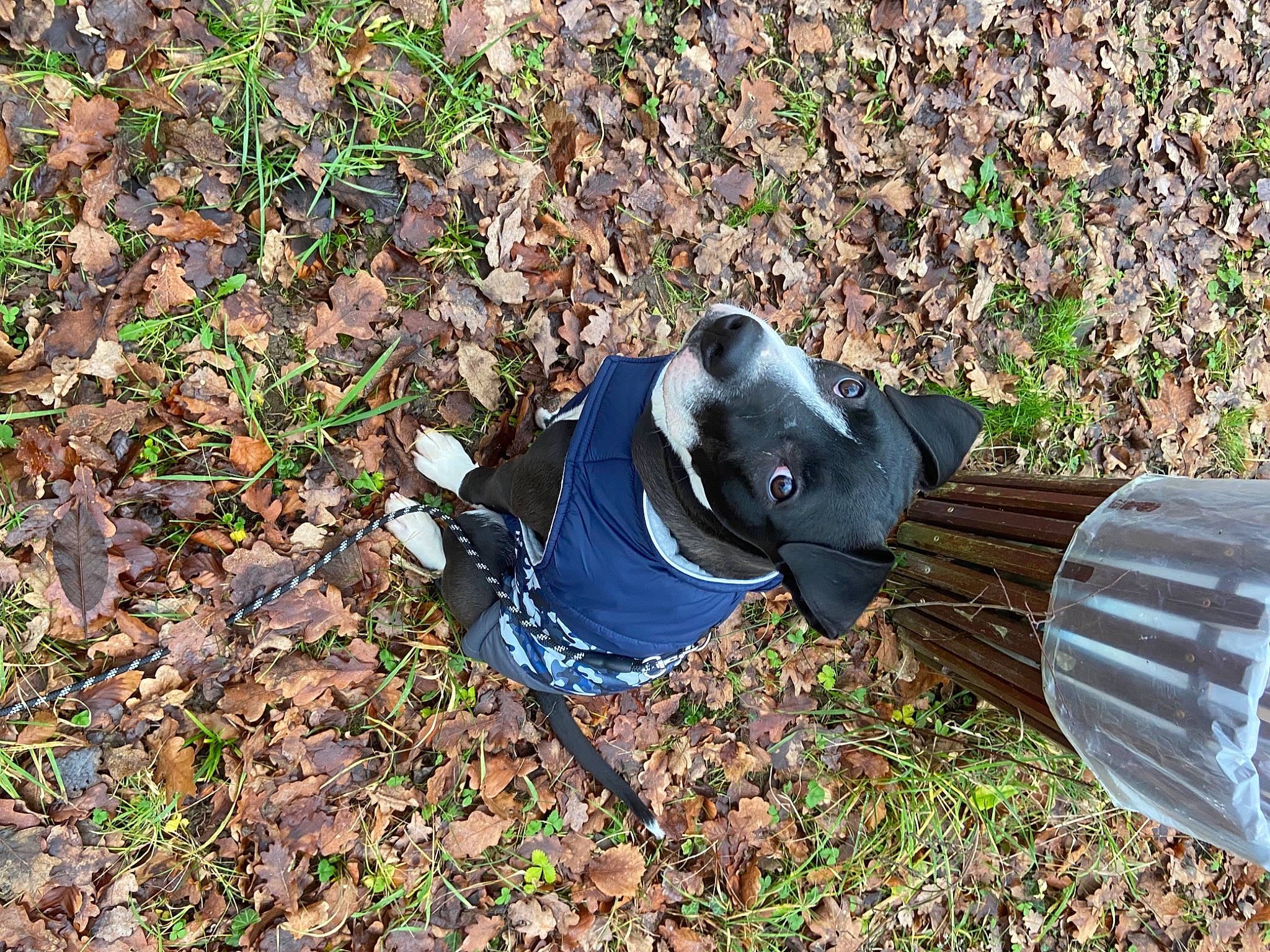 Odin a rejoint le concours — aidez-le/la à gagner de superbes lots ! autumn, deciduous, electric_blue, glove, grass, groundcover, hat, litter, pattern, people_in_nature, personal_protective_equipment, shadow, sitting, soil, sporting_group, tree, walking_shoe, winter