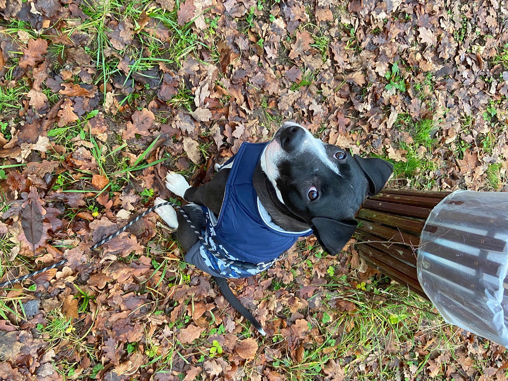 Odin