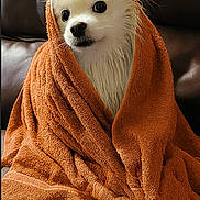 Bailey is registered to the contest to win money with this photo: animal, cozy, cute, dog, domestic_animal, fluffy, fur, indoor, leather_couch, looking_away, orange_towel, pet, portrait, relaxed, seated, small_dog, soft_texture, towel, white_dog, wrapped