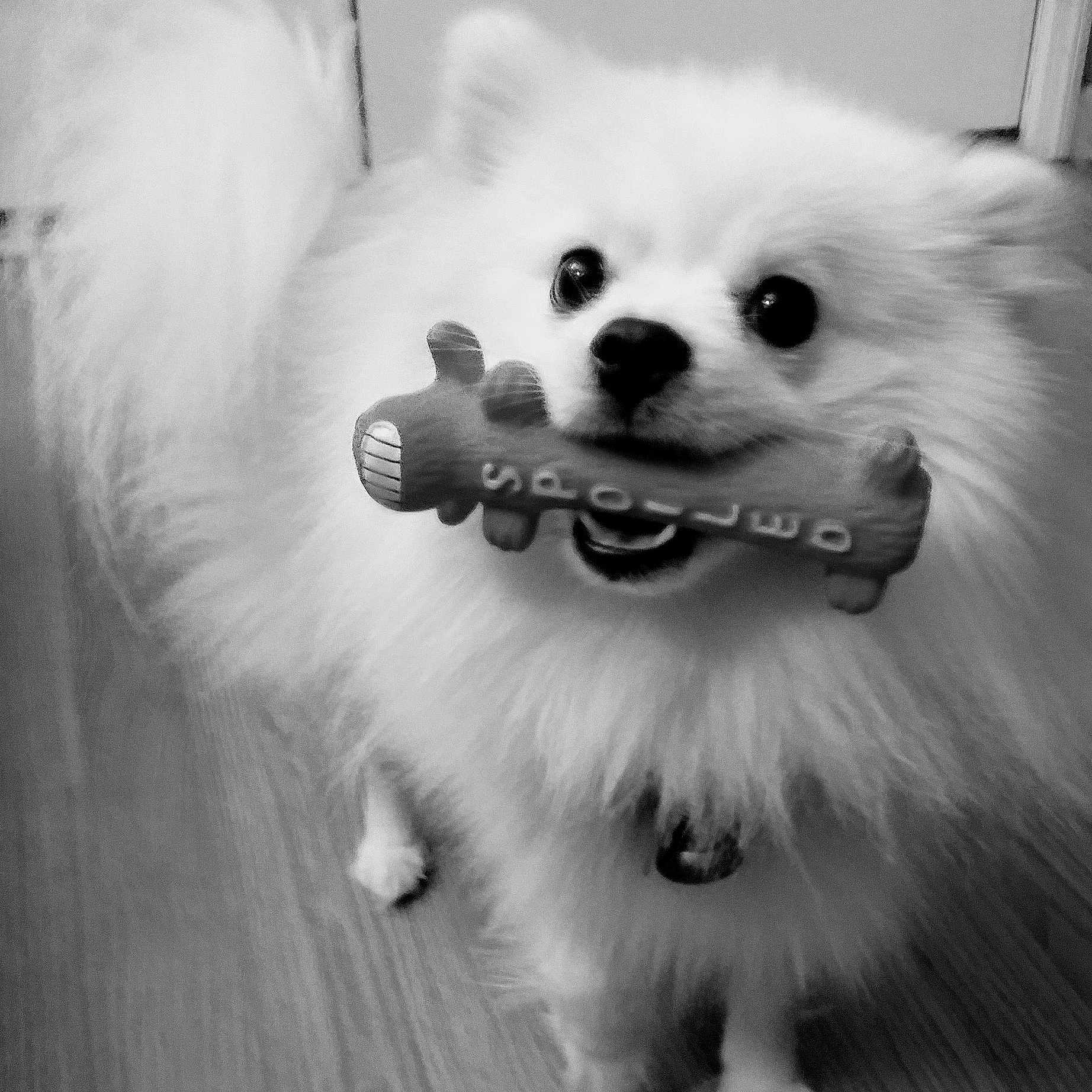Bailey Bear