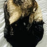 Amor is registered to the contest to win money with this photo: cat, cats, sleeping, curled_up, bed, white_bed, fur, black_cat, brown_cat, pets, animals, cozy, resting, nap, cute, feline, companion, indoor, soft, peaceful