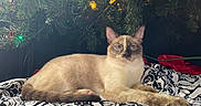 Amor is registered to the contest to win money with this photo: animal, blanket, blue_eyes, cat, christmas_tree, cozy, decorations, feline, festive, fur, holiday_lights, home, indoor, patterned_blanket, paws, pet, relaxed, resting, siamese_cat, whiskers