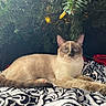 cat, siamese_cat, animal, pet, feline, indoor, christmas_tree, holiday_lights, decorations, blanket, patterned_blanket, resting, relaxed, blue_eyes, fur, whiskers, paws, cozy, festive, home