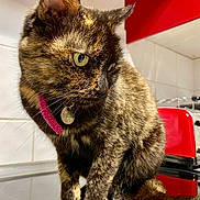 Noirette a rejoint le concours — aidez-le/la à gagner de superbes lots ! cat, tortoiseshell_cat, pet, feline, collar, indoor, kitchen, red_toaster, tile_wall, curious, closeup, fur, whiskers, animal, domestic_animal, reflection, pink_collar, sitting, yellow_eyes, household