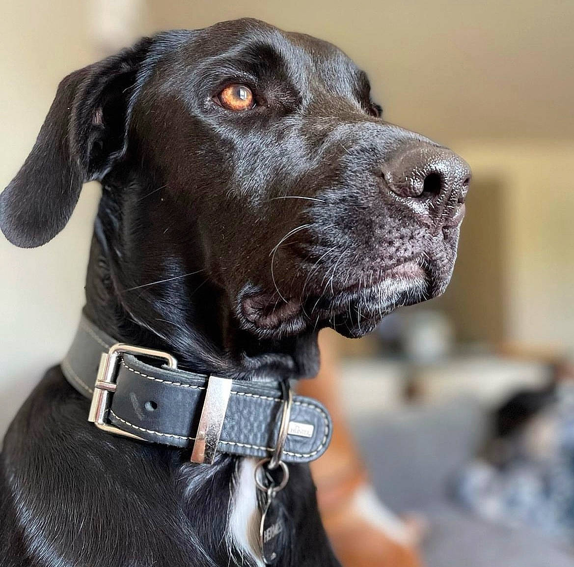 Hermès participe au concours pour gagner de l'argent avec cette photo : belt, canidae, carnivore, collar, companion_dog, dog, dog_breed, dog_collar, dog_supply, fashion_accessory, fawn, fur, gun_dog, leash, liver, pet_supply, snout, sporting_group, whiskers, working_animal