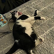 Zeus is registered to the contest to win money with this photo: animal, bed, black_and_white, blanket, cat, cozy, cute, domestic, feline, fur, indoor, lying_down, mammal, paw, pet, relaxed, resting, sleepy, texture, tongue_out