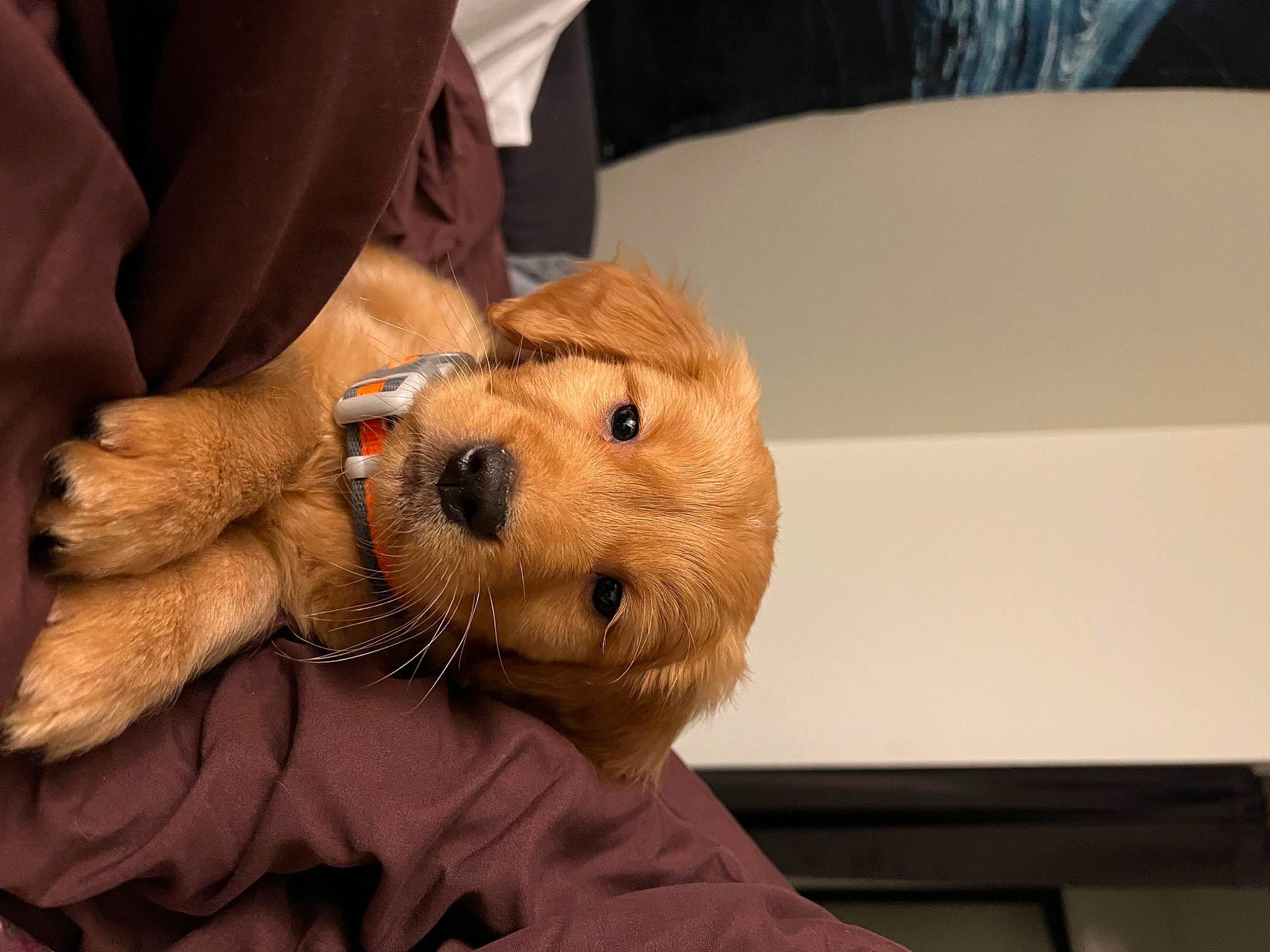 Tengen joined the competition — help win amazing prizes! bear, canidae, carnivore, comfort, companion_dog, dog_breed, fawn, fur, plush, snout, sporting_group, stuffed_toy, teddy_bear, toy, whiskers, wrinkle, wrist