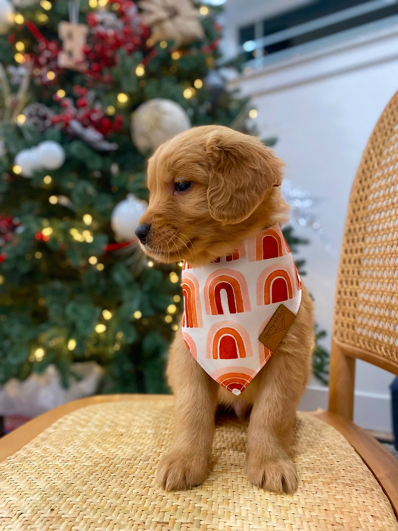 Tengen joined the competition — help win amazing prizes! carnivore, christmas_tree, companion_dog, conifer, dog, dog_breed, dog_clothes, dog_supply, event, fawn, flooring, fur, pet_supply, snout, sporting_group, toy, toy_dog, tree, wood, working_animal