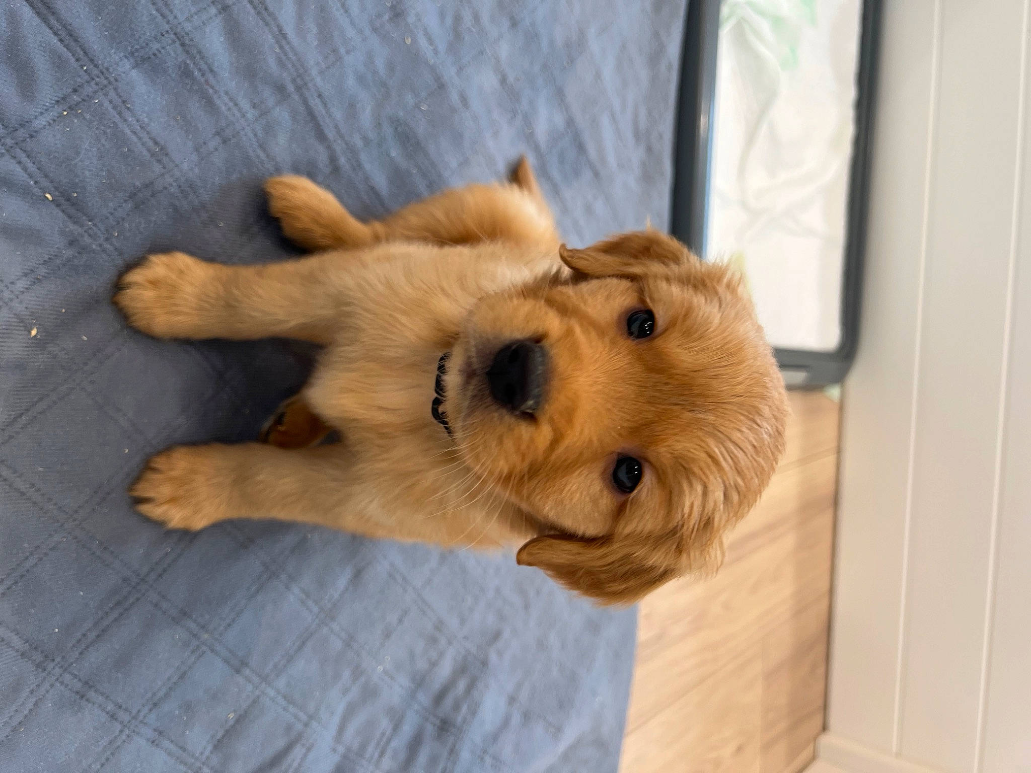 Tengen is registered to the contest to win money with this photo: carnivore, companion_dog, dog, dog_breed, dog_supply, ear, fawn, flooring, fur, gesture, hardwood, non_sporting_group, paw, retriever, snout, sporting_group, tail, whiskers, wood, working_animal