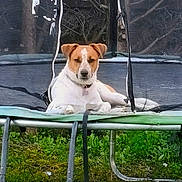 Shark participe au concours pour gagner de l'argent avec cette photo : animal, brown_and_white, canine, collar, daytime, dog, fence, garden, grass, leisure, nature, netting, outdoor, pet, playground, quiet, relaxing, resting, summer, trampoline