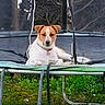 animal, brown_and_white, canine, collar, daytime, dog, fence, garden, grass, leisure, nature, netting, outdoor, pet, playground, quiet, relaxing, resting, summer, trampoline