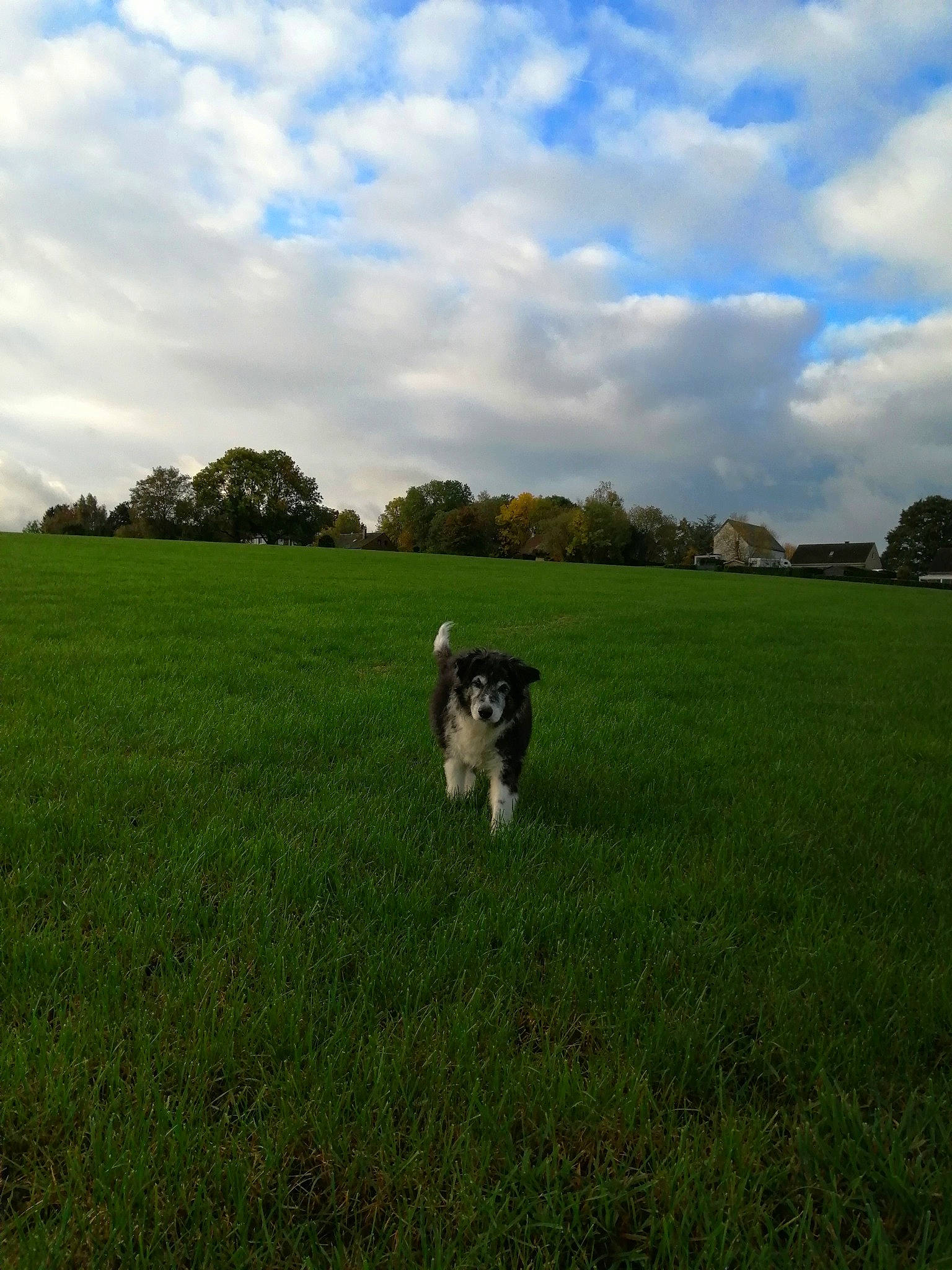 Wendy participe au concours pour gagner de l'argent avec cette photo : agriculture, carnivore, cloud, companion_dog, cumulus, dog, dog_breed, grass, grassland, grazing, landscape, lawn, meadow, natural_landscape, plain, plant, prairie, sky, tree, working_animal