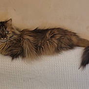 Naya participe au concours pour gagner de l'argent avec cette photo : cat, long_hair, green_eyes, feline, lounging, white_surface, texture, beige_wall, pet, animal, fluffy, tail, portrait, indoor, relaxed, whiskers, ears, fur, looking, domestic_cat