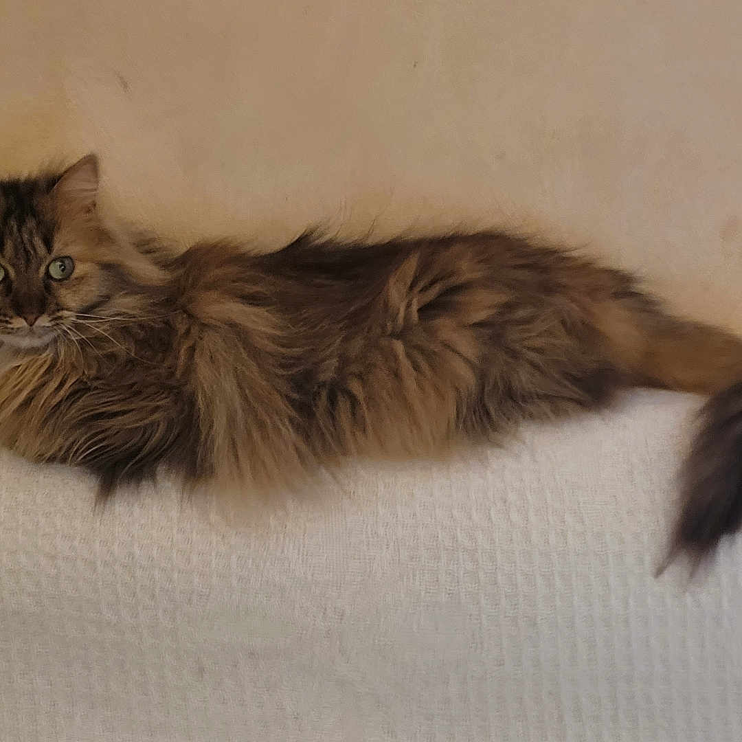 Naya participe au concours pour gagner de l'argent avec cette photo : animal, beige_wall, cat, domestic_cat, ears, feline, fluffy, fur, green_eyes, indoor, long_hair, looking, lounging, pet, portrait, relaxed, tail, texture, whiskers, white_surface