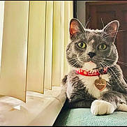 Harlem joined the competition — help win amazing prizes! animal, cat, close_up, collar, domestic_animal, ears, feline, green_eyes, grey_cat, heart_tag, household, indoor, looking_at_camera, pet, portrait, relaxed, teal_surface, whiskers, white_paws, window_blinds