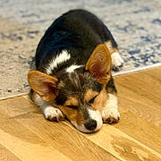 Chicken Mae Nugget is registered to the contest to win money with this photo: corgi, puppy, dog, sleeping, resting, wooden_floor, rug, pet, animal, cute, ears, fur, paw, indoor, cozy, relaxed, adorable, young_dog, canine, nap