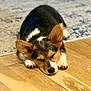 corgi, puppy, dog, sleeping, resting, wooden_floor, rug, pet, animal, cute, ears, fur, paw, indoor, cozy, relaxed, adorable, young_dog, canine, nap
