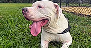 Rocky joined the competition — help win amazing prizes! dog, white_dog, large_dog, sitting, lying_down, panting, tongue, harness, collar, grass, park, outdoor, fence, trees, sky, clouds, autumn, portrait, pet, happy