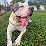dog, canine, pet, animal, portrait, close_up, tongue, panting, happy, grass, outdoor, backyard, lawn, fence, blurred_background, short_hair, white_dog, large_dog, sitting, playful
