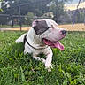 Rocky joined the competition — help win amazing prizes! dog, american_bully, white_dog, spotted_dog, short_coat, sitting, lying_down, panting, tongue, happy, outdoor, grass, lawn, backyard, fence, park, daylight, portrait, close_up, pet