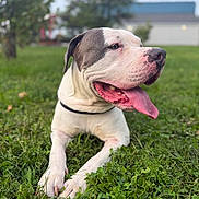 Rocky is registered to the contest to win money with this photo: dog, pit_bull, outdoor, grass, lawn, portrait, close_up, happy, smiling, tongue, floppy_ears, white_fur, brown_fur, black_collar, pet, animal, backyard, house, trees, daylight