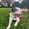 Rocky is registered to the contest to win money with this photo: dog, pit_bull, white_fur, gray_fur, lying_down, grass, outdoors, park, fence, tennis_court, tongue, open_mouth, collar, pet, canine, autumn, trees, blue_sky, clouds, portrait